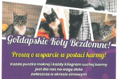 Goldapskie-Koty-Bezdomne