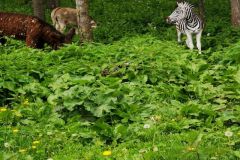 IMG_20210601_103005_resized_20210601_030347500